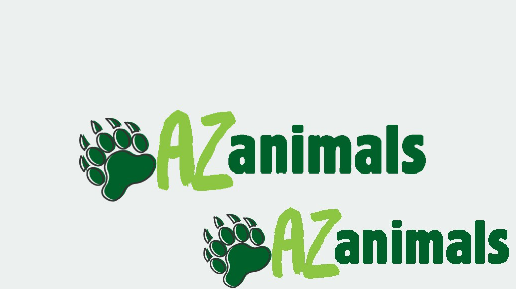 Animals that Start with I • List of all animals from A to Z